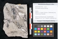 Foto (Objekt + Etikett) von Sohizopteris lactuca Sternbg. (NHMW-GEO-2024-0188-10792)